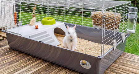 Choisir cage pour lapin nain