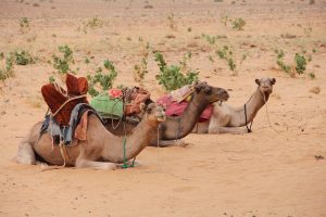 séjour inoubliable en Mauritanie